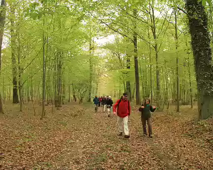 PXL002 Forêt de Dourdan, à l'origine forêt de St Arnould et forêt de l'Ouye.